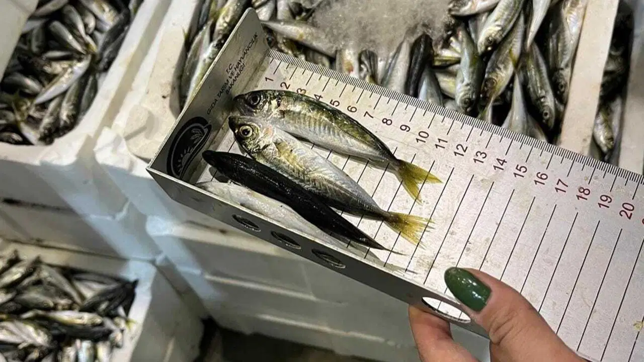 Buca Balık Hali’nde denetim: 241 kilogram su ürününe el konuldu
